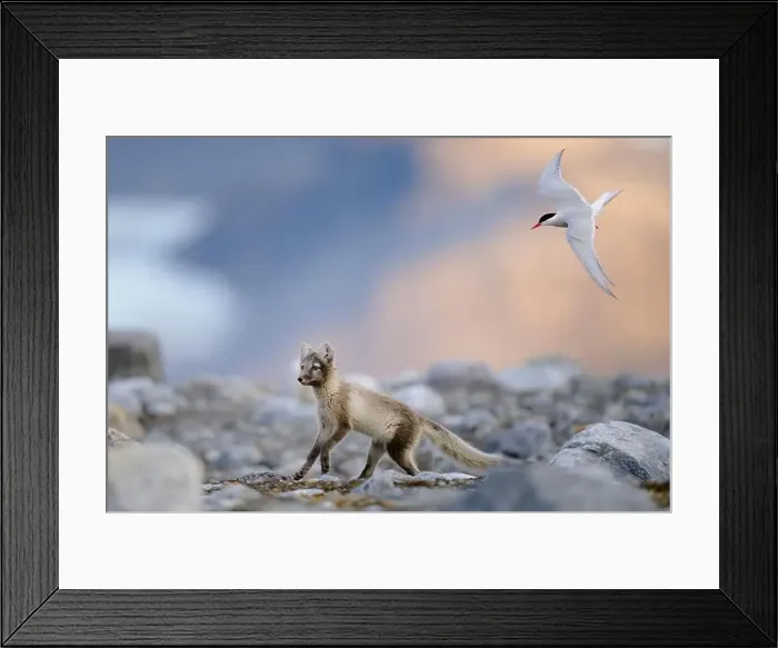 Framed Print : Arctic fox (Alopex lagopus) in rocky landscape, Svalbard Framed Print : Arctic fox (Alopex lagopus) in rocky landscape, Svalbard