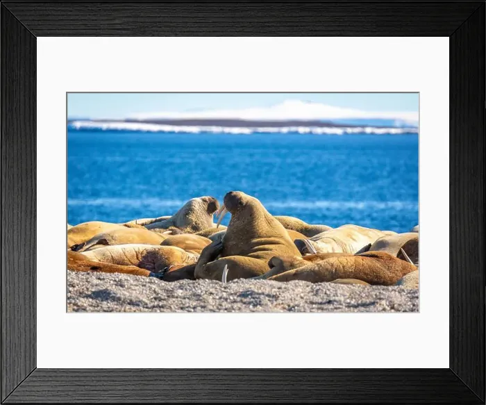 Framed Print : visiting a colony with walruses at Torellneset on Nordaustlandet on Svalbard, Norway Framed Print : visiting a colony with walruses at Torellneset on Nordaustlandet on Svalbard, Norway