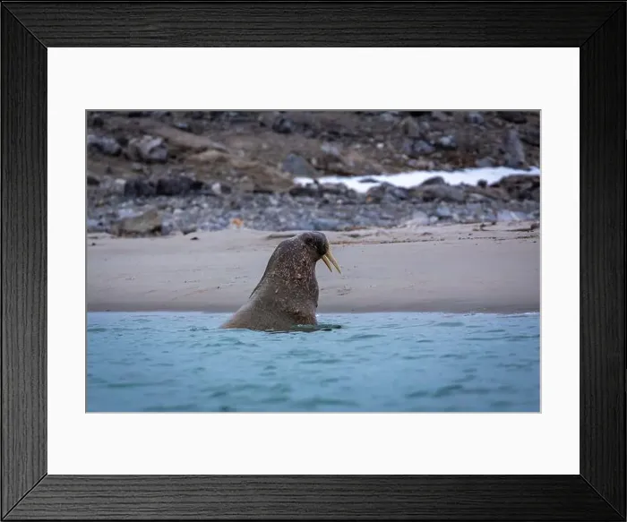 Framed Print : Visiting a small walrus colony in the Arctic at the Hamiltonbukta on Spitsbergen, Svalbard, Norway Framed Print : Visiting a small walrus colony in the Arctic at the Hamiltonbukta on Spitsbergen, Svalbard, Norway
