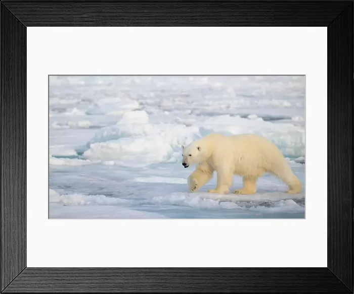 Framed Print : Polar bear (Ursus maritimus) on ice and snow, Svalbard, Norway