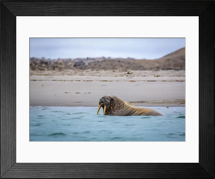 Framed Print : Visiting a small walrus colony in the Arctic at the Hamiltonbukta on Spitsbergen, Svalbard, Norway Framed Print : Visiting a small walrus colony in the Arctic at the Hamiltonbukta on Spitsbergen, Svalbard, Norway