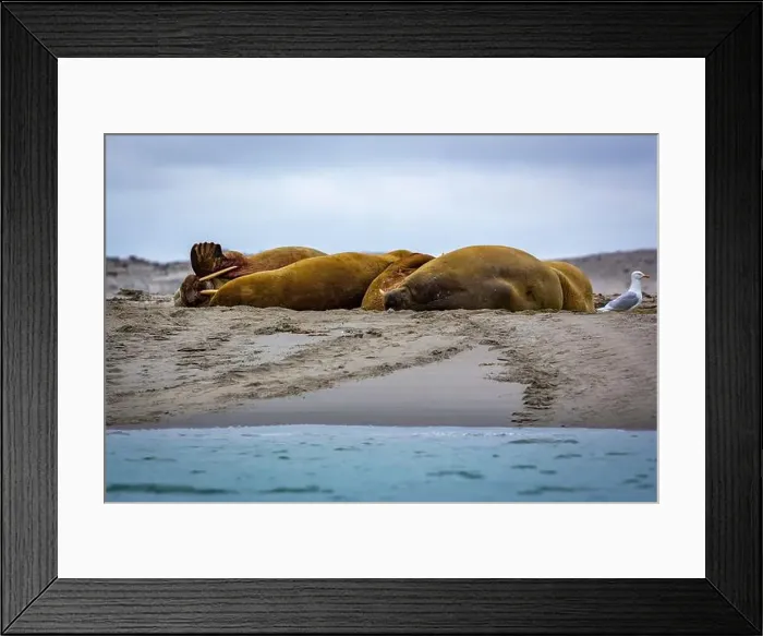 Framed Print : Visiting a small walrus colony in the Arctic at the Hamiltonbukta on Spitsbergen, Svalbard, Norway Framed Print : Visiting a small walrus colony in the Arctic at the Hamiltonbukta on Spitsbergen, Svalbard, Norway