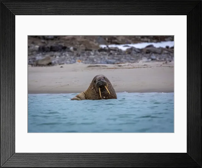 Framed Print : Visiting a small walrus colony in the Arctic at the Hamiltonbukta on Spitsbergen, Svalbard, Norway Framed Print : Visiting a small walrus colony in the Arctic at the Hamiltonbukta on Spitsbergen, Svalbard, Norway