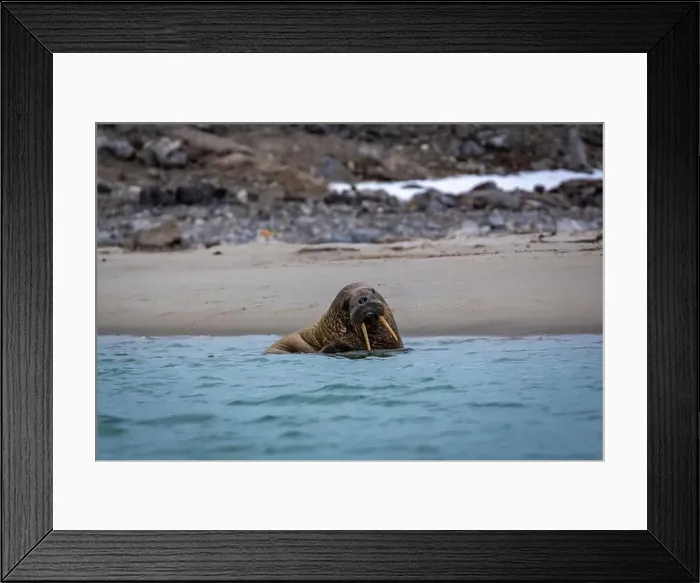 Framed Print : Visiting a small walrus colony in the Arctic at the Hamiltonbukta on Spitsbergen, Svalbard, Norway Framed Print : Visiting a small walrus colony in the Arctic at the Hamiltonbukta on Spitsbergen, Svalbard, Norway
