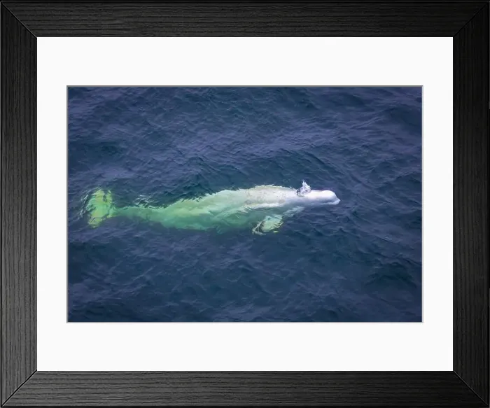 Framed Print : watching a white Beluga Whale in the Arctic on Svalbard, Norway Framed Print : watching a white Beluga Whale in the Arctic on Svalbard, Norway