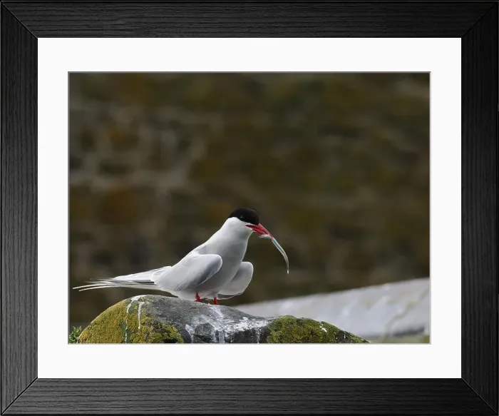 Framed Print : Arctic Tern Framed Print : Arctic Tern