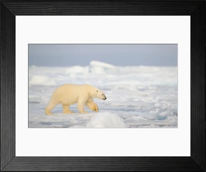 Framed Print : Polar bear (Ursus maritimus) on ice and snow, Svalbard, Norway