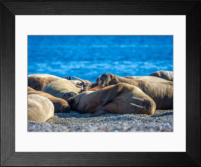 Framed Print : visiting a colony with walruses at Torellneset on Nordaustlandet on Svalbard, Norway Framed Print : visiting a colony with walruses at Torellneset on Nordaustlandet on Svalbard, Norway