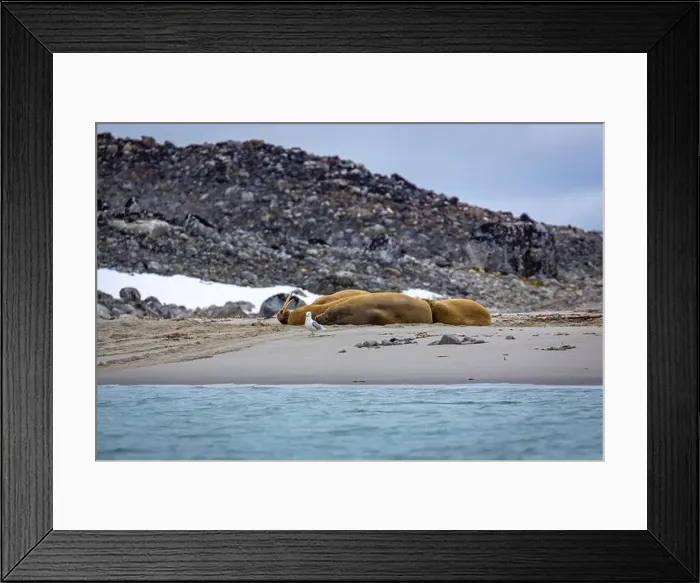 Framed Print : Visiting a small walrus colony in the Arctic at the Hamiltonbukta on Spitsbergen, Svalbard, Norway Framed Print : Visiting a small walrus colony in the Arctic at the Hamiltonbukta on Spitsbergen, Svalbard, Norway