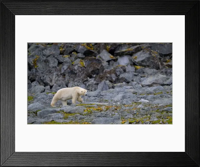 Framed Print : Polar bear (Ursus maritimus) on land in summer, Svalbard, Norway Framed Print : Polar bear (Ursus maritimus) on land in summer, Svalbard, Norway