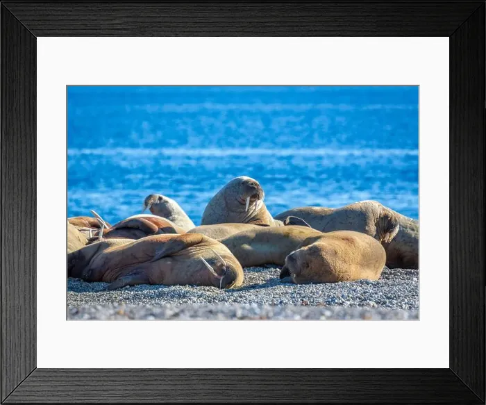 Framed Print : visiting a colony with walruses at Torellneset on Nordaustlandet on Svalbard, Norway Framed Print : visiting a colony with walruses at Torellneset on Nordaustlandet on Svalbard, Norway