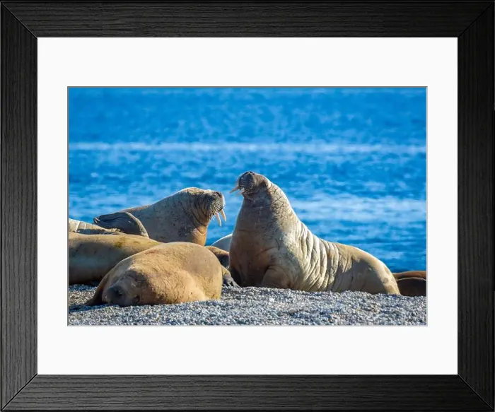 Framed Print : visiting a colony with walruses at Torellneset on Nordaustlandet on Svalbard, Norway Framed Print : visiting a colony with walruses at Torellneset on Nordaustlandet on Svalbard, Norway
