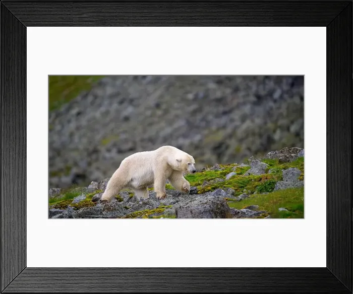 Framed Print : Polar bear (Ursus maritimus) on land in summer, Svalbard, Norway Framed Print : Polar bear (Ursus maritimus) on land in summer, Svalbard, Norway