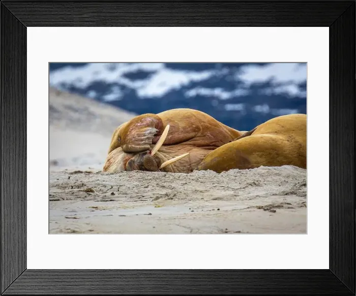 Framed Print : Visiting a small walrus colony in the Arctic at the Hamiltonbukta on Spitsbergen, Svalbard, Norway Framed Print : Visiting a small walrus colony in the Arctic at the Hamiltonbukta on Spitsbergen, Svalbard, Norway