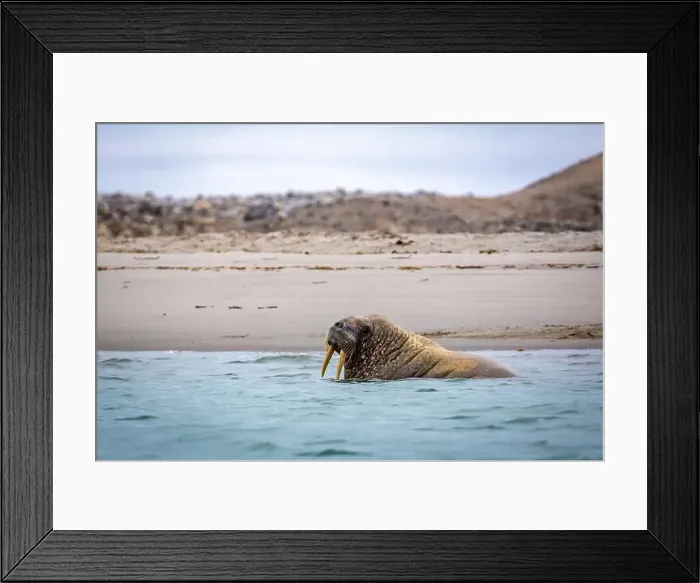 Framed Print : Visiting a small walrus colony in the Arctic at the Hamiltonbukta on Spitsbergen, Svalbard, Norway Framed Print : Visiting a small walrus colony in the Arctic at the Hamiltonbukta on Spitsbergen, Svalbard, Norway