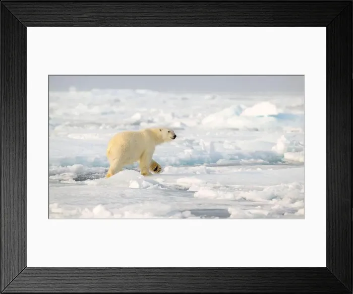 Framed Print : Polar bear (Ursus maritimus) on ice and snow, Svalbard, Norway Framed Print : Polar bear (Ursus maritimus) on ice and snow, Svalbard, Norway