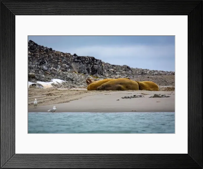 Framed Print : Visiting a small walrus colony in the Arctic at the Hamiltonbukta on Spitsbergen, Svalbard, Norway Framed Print : Visiting a small walrus colony in the Arctic at the Hamiltonbukta on Spitsbergen, Svalbard, Norway