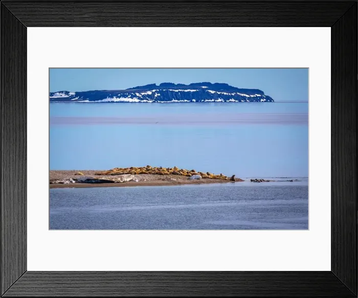 Framed Print : visiting a colony with walruses at Torellneset on Nordaustlandet on Svalbard, Norway Framed Print : visiting a colony with walruses at Torellneset on Nordaustlandet on Svalbard, Norway