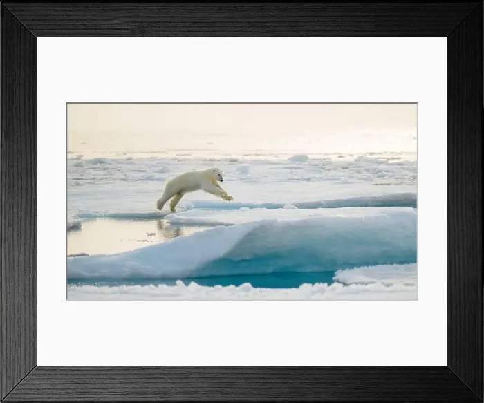 Framed Print : Polar bear (Ursus maritimus) on ice and snow, Svalbard, Norway Framed Print : Polar bear (Ursus maritimus) on ice and snow, Svalbard, Norway