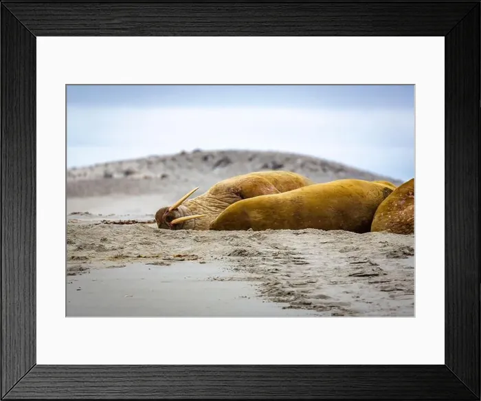 Framed Print : Visiting a small walrus colony in the Arctic at the Hamiltonbukta on Spitsbergen, Svalbard, Norway Framed Print : Visiting a small walrus colony in the Arctic at the Hamiltonbukta on Spitsbergen, Svalbard, Norway