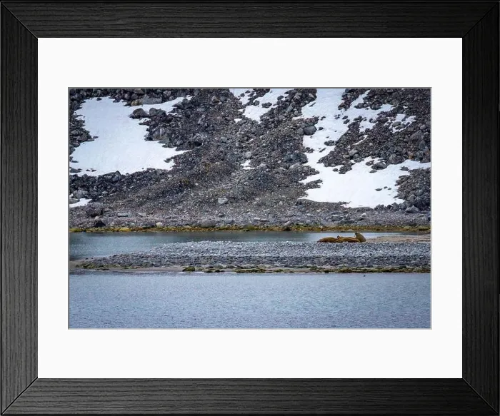 Framed Print : Visiting a small walrus colony in the Arctic at the Hamiltonbukta on Spitsbergen, Svalbard, Norway Framed Print : Visiting a small walrus colony in the Arctic at the Hamiltonbukta on Spitsbergen, Svalbard, Norway