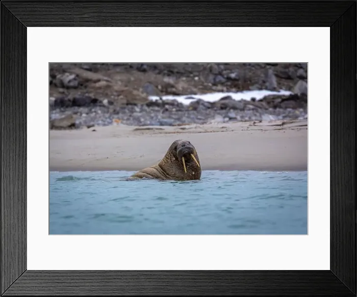 Framed Print : Visiting a small walrus colony in the Arctic at the Hamiltonbukta on Spitsbergen, Svalbard, Norway Framed Print : Visiting a small walrus colony in the Arctic at the Hamiltonbukta on Spitsbergen, Svalbard, Norway