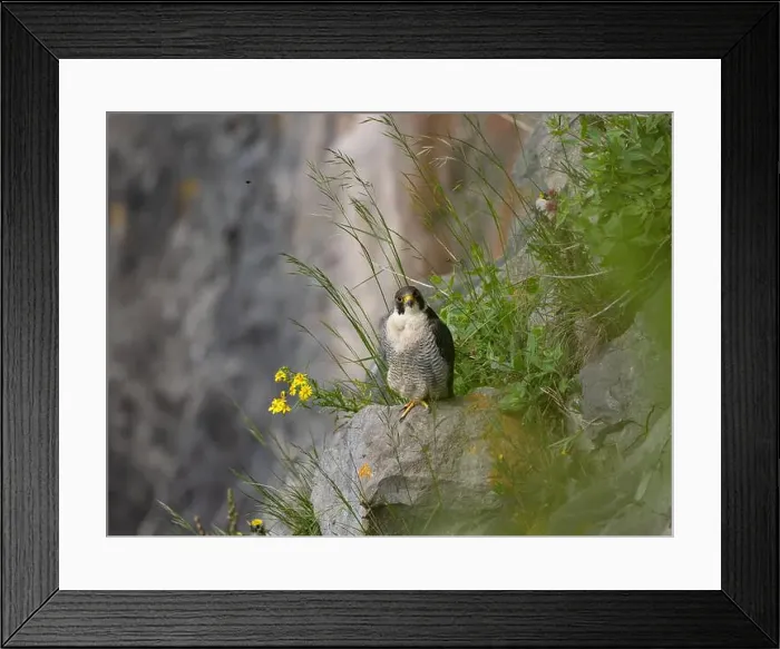Framed Print : Peregrine falcon[ Falco Peregrinus] perched on a ledge in the Avon gorge, Bristol UK