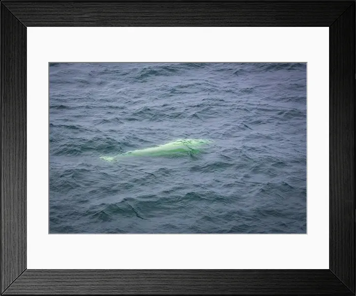 Framed Print : watching a white Beluga Whale in the Arctic on Svalbard, Norway Framed Print : watching a white Beluga Whale in the Arctic on Svalbard, Norway
