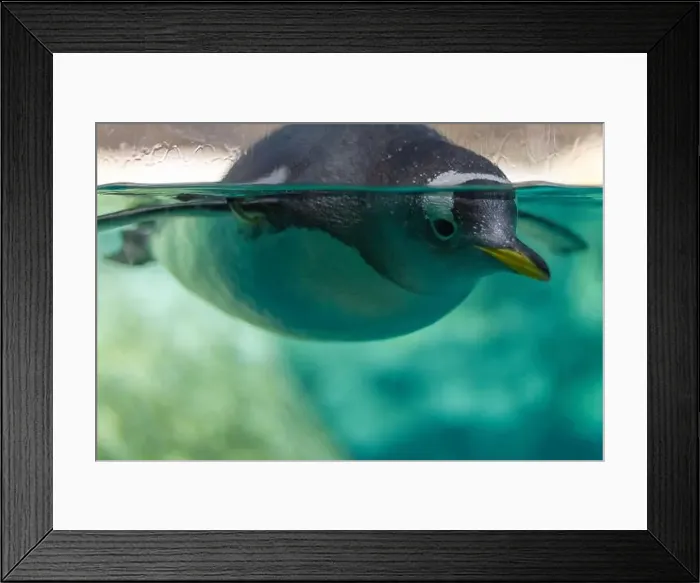 Framed Print : Penguin Gliding Through Clear Water Framed Print : Penguin Gliding Through Clear Water