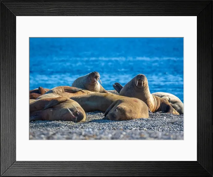 Framed Print : visiting a colony with walruses at Torellneset on Nordaustlandet on Svalbard, Norway Framed Print : visiting a colony with walruses at Torellneset on Nordaustlandet on Svalbard, Norway