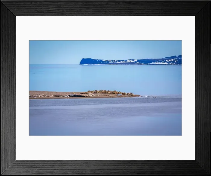 Framed Print : visiting a colony with walruses at Torellneset on Nordaustlandet on Svalbard, Norway Framed Print : visiting a colony with walruses at Torellneset on Nordaustlandet on Svalbard, Norway