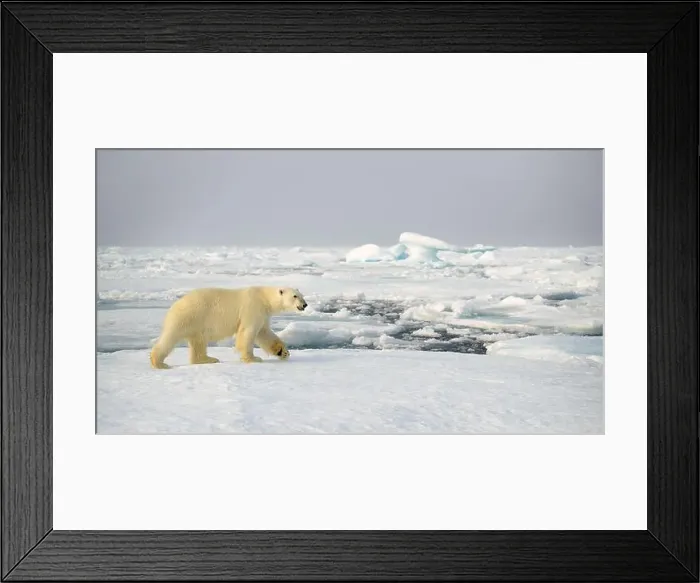 Framed Print : Polar bear (Ursus maritimus) on ice and snow, Svalbard, Norway