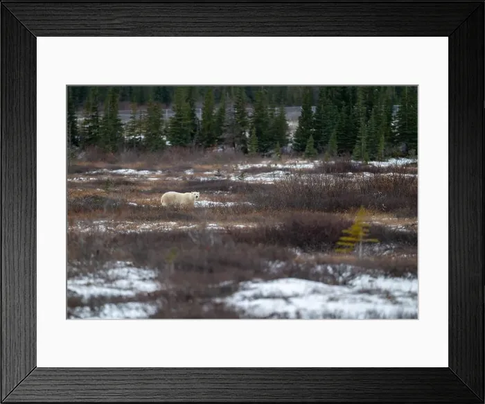 Framed Print : Polar bear walking through a snow covered field in October near Churchill, Manitoba Framed Print : Polar bear walking through a snow covered field in October near Churchill, Manitoba