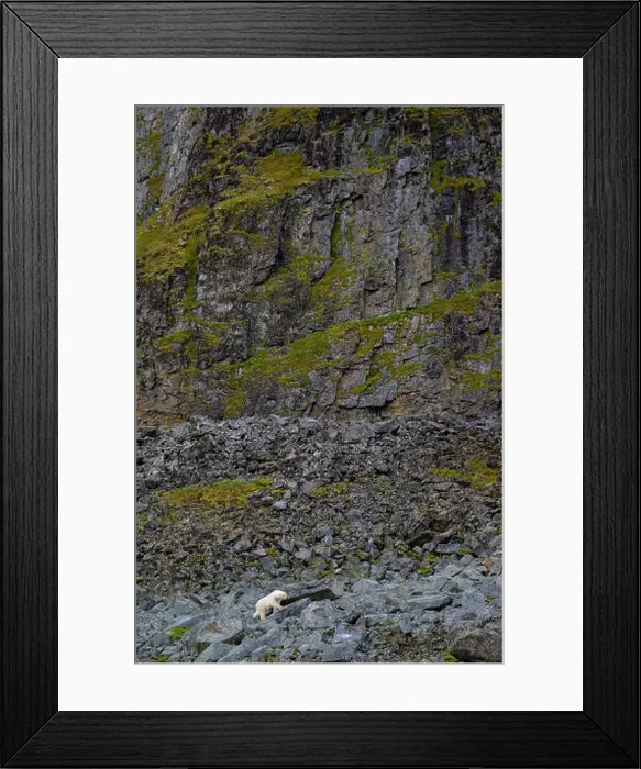 Framed Print : Polar bear (Ursus maritimus) on land in summer, Svalbard, Norway Framed Print : Polar bear (Ursus maritimus) on land in summer, Svalbard, Norway