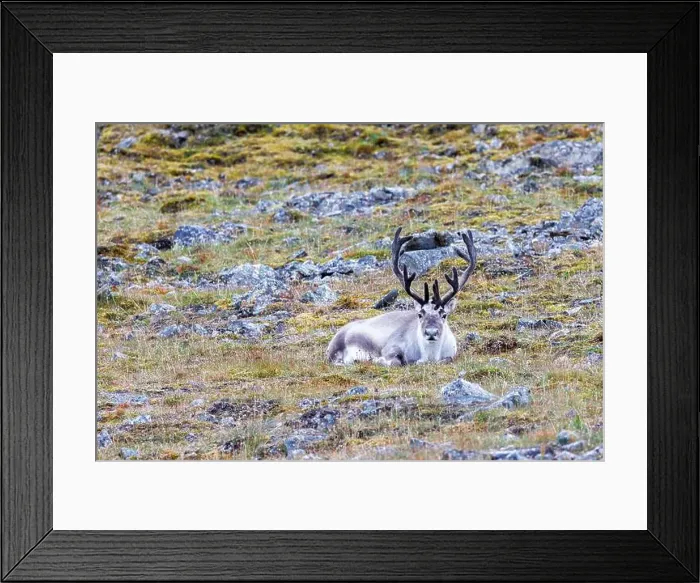 Framed Print : Reindeer, Rangifer tarandus, resting on the tundra of Spitsbergen Framed Print : Reindeer, Rangifer tarandus, resting on the tundra of Spitsbergen