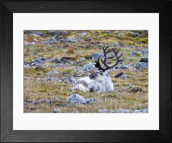 Framed Print : Reindeer, Rangifer tarandus, resting on the tundra of Spitsbergen Framed Print : Reindeer, Rangifer tarandus, resting on the tundra of Spitsbergen