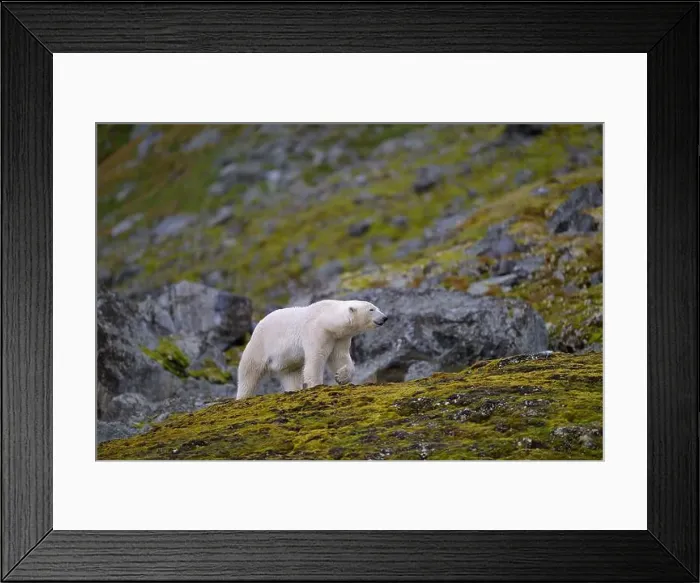 Framed Print : Polar bear (Ursus maritimus) on land in summer, Svalbard, Norway Framed Print : Polar bear (Ursus maritimus) on land in summer, Svalbard, Norway