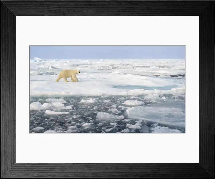 Framed Print : Polar bear (Ursus maritimus) on ice and snow, Svalbard, Norway Framed Print : Polar bear (Ursus maritimus) on ice and snow, Svalbard, Norway