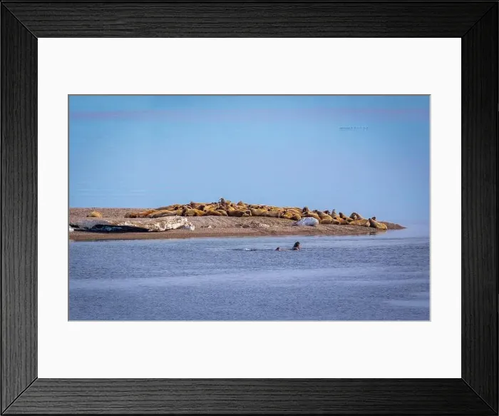 Framed Print : visiting a colony with walruses at Torellneset on Nordaustlandet on Svalbard, Norway Framed Print : visiting a colony with walruses at Torellneset on Nordaustlandet on Svalbard, Norway