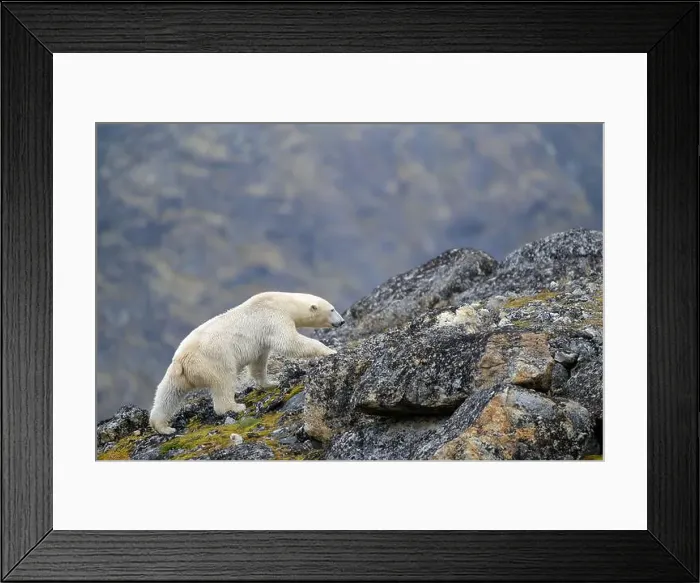 Framed Print : Polar bear (Ursus maritimus) on land in summer, Svalbard, Norway Framed Print : Polar bear (Ursus maritimus) on land in summer, Svalbard, Norway