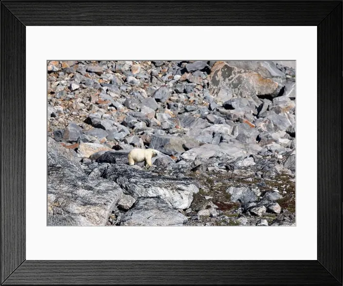 Framed Print : A polar bear walking along the rocky fjord mountainside Framed Print : A polar bear walking along the rocky fjord mountainside