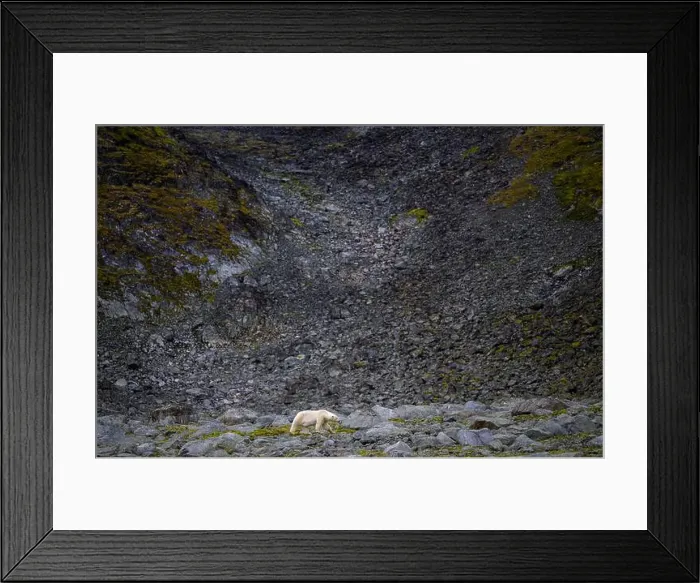 Framed Print : Polar bear (Ursus maritimus) on land in summer, Svalbard, Norway Framed Print : Polar bear (Ursus maritimus) on land in summer, Svalbard, Norway