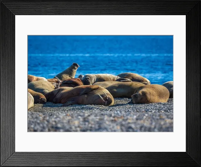Framed Print : visiting a colony with walruses at Torellneset on Nordaustlandet on Svalbard, Norway Framed Print : visiting a colony with walruses at Torellneset on Nordaustlandet on Svalbard, Norway