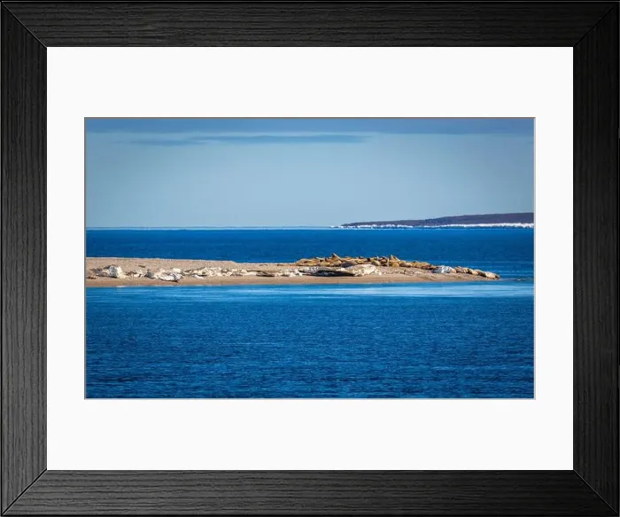Framed Print : visiting a colony with walruses at Torellneset on Nordaustlandet on Svalbard, Norway Framed Print : visiting a colony with walruses at Torellneset on Nordaustlandet on Svalbard, Norway
