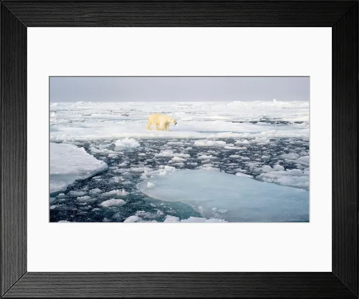 Framed Print : Polar bear (Ursus maritimus) on ice and snow, Svalbard, Norway Framed Print : Polar bear (Ursus maritimus) on ice and snow, Svalbard, Norway