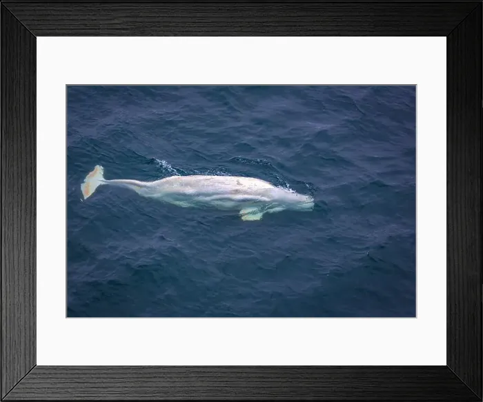 Framed Print : watching a white Beluga Whale in the Arctic on Svalbard, Norway Framed Print : watching a white Beluga Whale in the Arctic on Svalbard, Norway