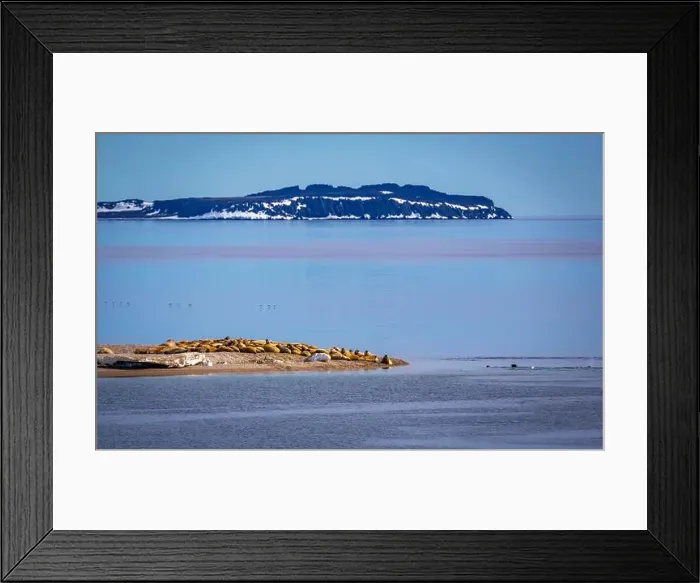 Framed Print : visiting a colony with walruses at Torellneset on Nordaustlandet on Svalbard, Norway Framed Print : visiting a colony with walruses at Torellneset on Nordaustlandet on Svalbard, Norway