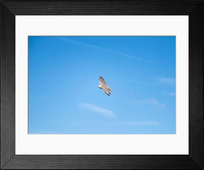 Framed Print : Gyrfalcon, wildlife, raptor bird of prey flying, habitat, forest and meadow landscape, Falco rusticolus Framed Print : Gyrfalcon, wildlife, raptor bird of prey flying, habitat, forest and meadow landscape, Falco rusticolus