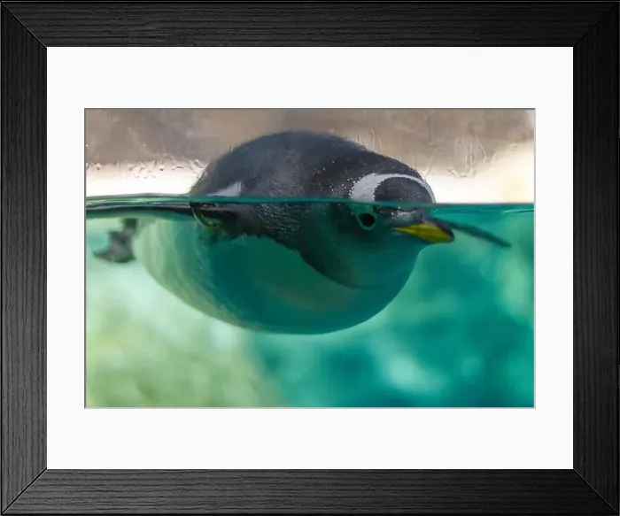 Framed Print : Penguin Gliding Through Clear Water Framed Print : Penguin Gliding Through Clear Water