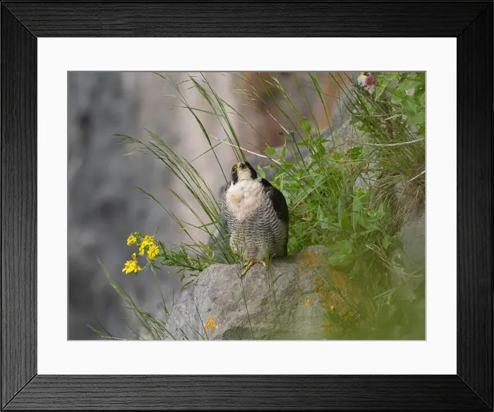 Framed Print : Peregrine falcon[ Falco Peregrinus] perched on a ledge in the Avon gorge, Bristol UK